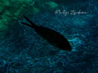 Zwaluwstaartvis [Chromis chromis]